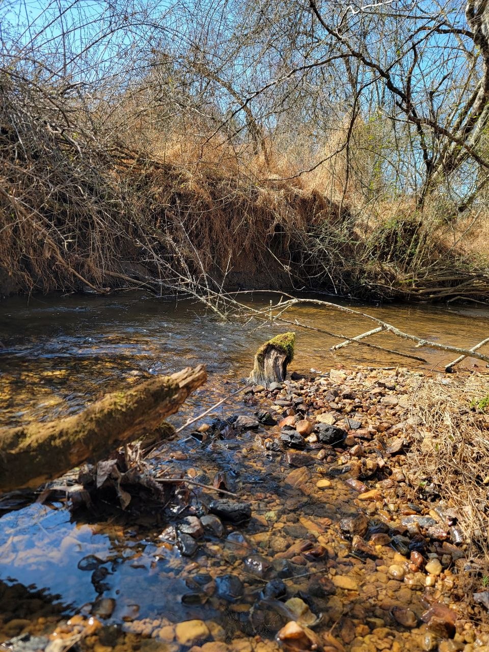 Grassy creek winding through woodland