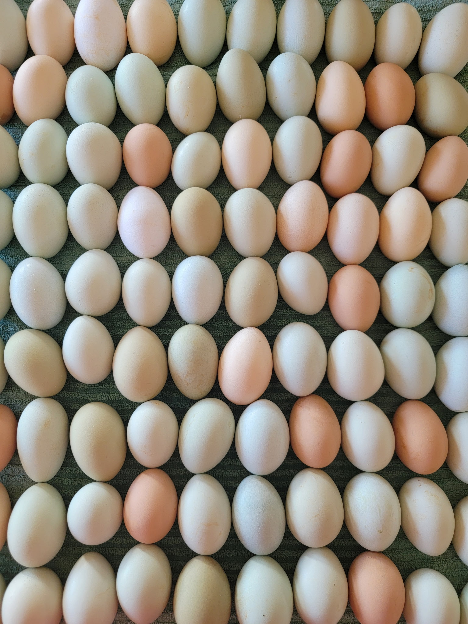 Freshly laid eggs